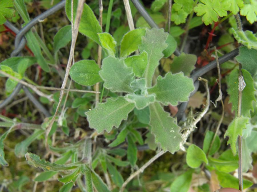 Matthiola (?) rupestre garganica da ID